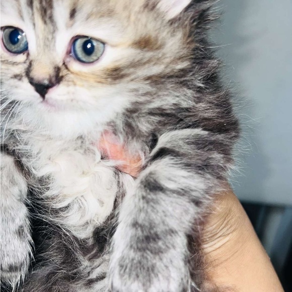 Cozy White Cat Bed - Picture 7 of 7